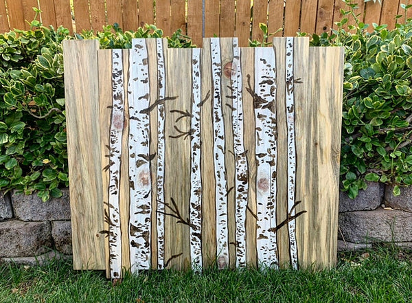 Aspen Trees on Beetle Kill Pine